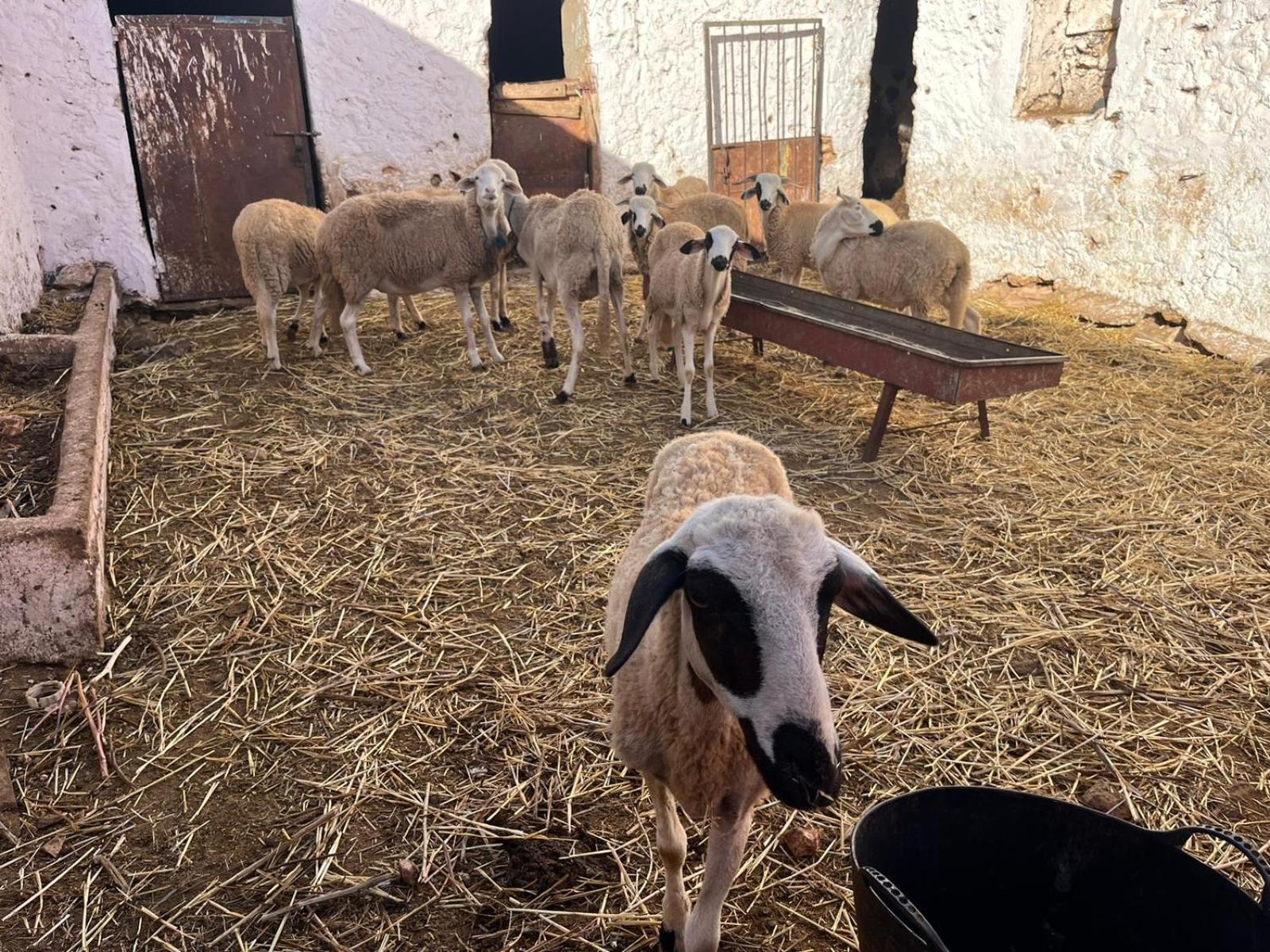 Oulad Abbou Khaima מראה חיצוני תמונה
